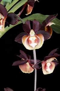 Catasetum Greg Scott Nax Dark Chocolate AM/AOS 80 pts.